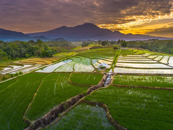 Beautiful morning view indonesia panorama landscape paddy fields with beauty color and sky natural light
