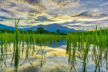 Beautiful morning view indonesia panorama landscape paddy fields with beauty color and sky natural light