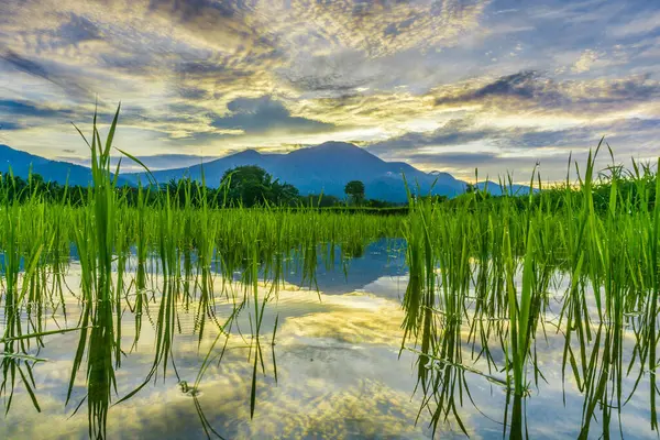 Beautiful morning view indonesia panorama landscape paddy fields with beauty color and sky natural light