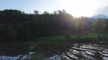 Beautiful morning view indonesia panorama landscape paddy fields with beauty color and sky natural light