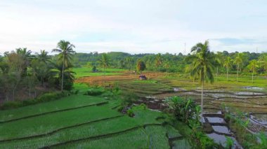 Beautiful morning view indonesia panorama landscape paddy fields with beauty color and sky natural light