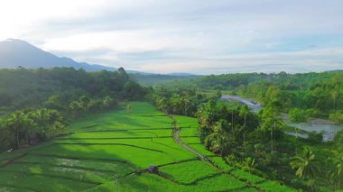 Beautiful morning view indonesia panorama landscape paddy fields with beauty color and sky natural light