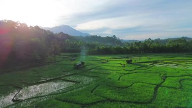 Beautiful morning view indonesia panorama landscape paddy fields with beauty color and sky natural light