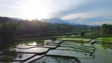 Beautiful morning view indonesia panorama landscape paddy fields with beauty color and sky natural light