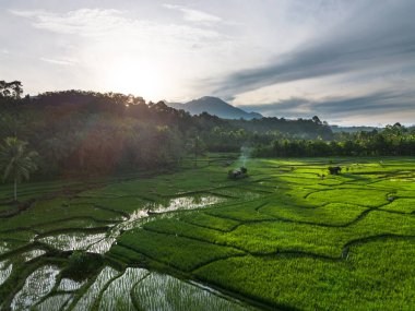 Beautiful morning view indonesia panorama landscape paddy fields with beauty color and sky natural light