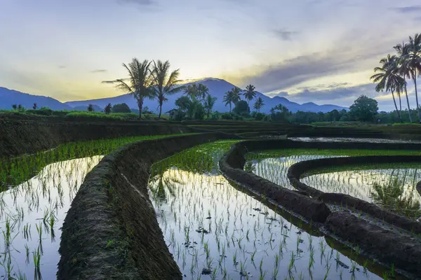 Beautiful morning view indonesia panorama landscape paddy fields with beauty color and sky natural light