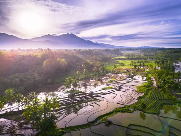 Beautiful morning view indonesia panorama landscape paddy fields with beauty color and sky natural light