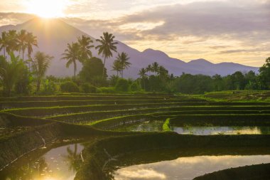 Beautiful morning view indonesia panorama landscape paddy fields with beauty color and sky natural light