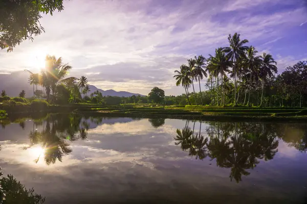 Beautiful morning view indonesia panorama landscape paddy fields with beauty color and sky natural light