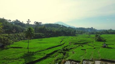 Beautiful morning view indonesia panorama landscape paddy fields with beauty color and sky natural light