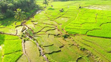 Beautiful morning view indonesia panorama landscape paddy fields with beauty color and sky natural light