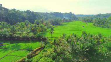 Beautiful morning view indonesia panorama landscape paddy fields with beauty color and sky natural light