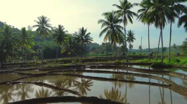 Beautiful morning view indonesia panorama landscape paddy fields with beauty color and sky natural light