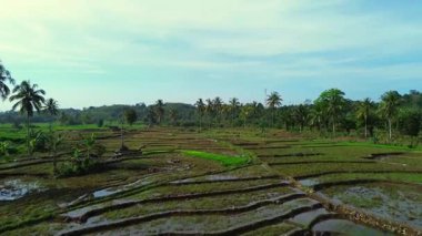 Beautiful morning view indonesia panorama landscape paddy fields with beauty color and sky natural light