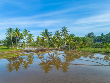 Beautiful morning view indonesia panorama landscape paddy fields with beauty color and sky natural light