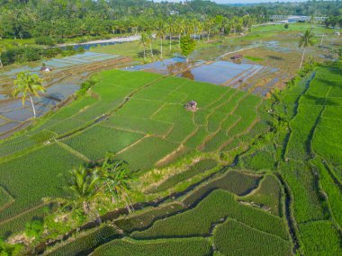 Beautiful morning view indonesia panorama landscape paddy fields with beauty color and sky natural light