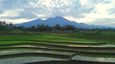 Beautiful morning view indonesia panorama landscape paddy fields with beauty color and sky natural light
