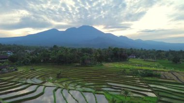 Beautiful morning view indonesia panorama landscape paddy fields with beauty color and sky natural light