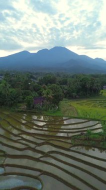 Beautiful morning view indonesia panorama landscape paddy fields with beauty color and sky natural light