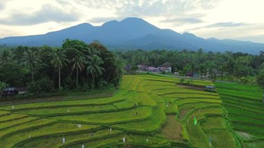 Beautiful morning view indonesia panorama landscape paddy fields with beauty color and sky natural light
