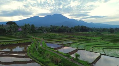 Beautiful morning view indonesia panorama landscape paddy fields with beauty color and sky natural light