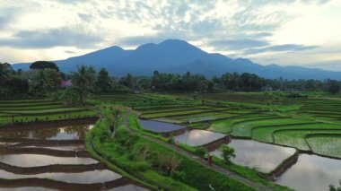 Beautiful morning view indonesia panorama landscape paddy fields with beauty color and sky natural light