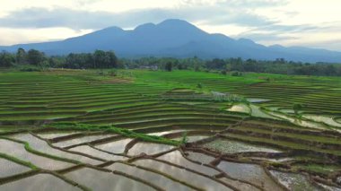 Beautiful morning view indonesia panorama landscape paddy fields with beauty color and sky natural light