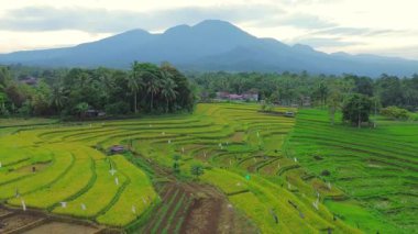 Beautiful morning view indonesia panorama landscape paddy fields with beauty color and sky natural light