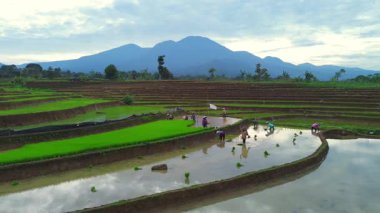 Beautiful morning view indonesia panorama landscape paddy fields with beauty color and sky natural light