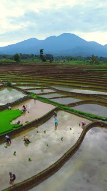 Beautiful morning view indonesia panorama landscape paddy fields with beauty color and sky natural light