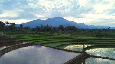 Beautiful morning view indonesia panorama landscape paddy fields with beauty color and sky natural light