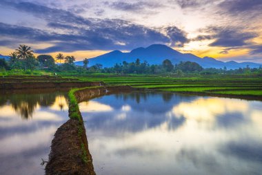 Beautiful morning view indonesia panorama landscape paddy fields with beauty color and sky natural light