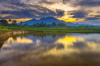 Beautiful morning view indonesia panorama landscape paddy fields with beauty color and sky natural light