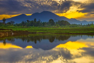 Beautiful morning view indonesia panorama landscape paddy fields with beauty color and sky natural light