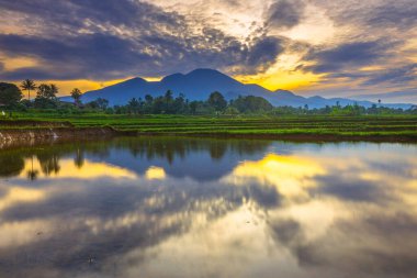 Beautiful morning view indonesia panorama landscape paddy fields with beauty color and sky natural light