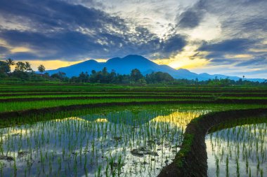 Beautiful morning view indonesia panorama landscape paddy fields with beauty color and sky natural light