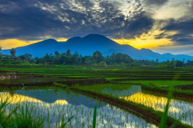 Beautiful morning view indonesia panorama landscape paddy fields with beauty color and sky natural light