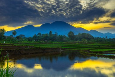 Beautiful morning view indonesia panorama landscape paddy fields with beauty color and sky natural light