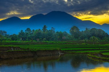 Beautiful morning view indonesia panorama landscape paddy fields with beauty color and sky natural light