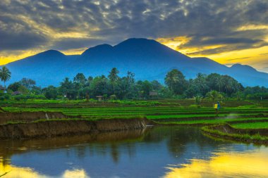 Beautiful morning view indonesia panorama landscape paddy fields with beauty color and sky natural light