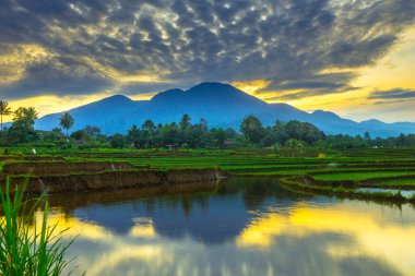 Beautiful morning view indonesia panorama landscape paddy fields with beauty color and sky natural light