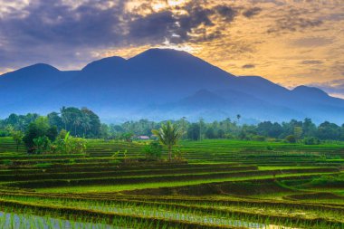 Beautiful morning view indonesia panorama landscape paddy fields with beauty color and sky natural light