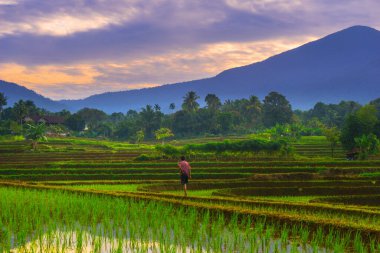 Beautiful morning view indonesia panorama landscape paddy fields with beauty color and sky natural light