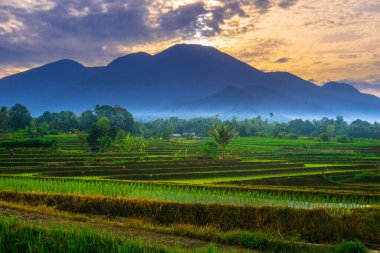 Beautiful morning view indonesia panorama landscape paddy fields with beauty color and sky natural light