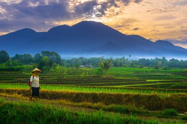Beautiful morning view indonesia panorama landscape paddy fields with beauty color and sky natural light