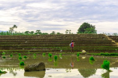Beautiful morning view indonesia panorama landscape paddy fields with beauty color and sky natural light