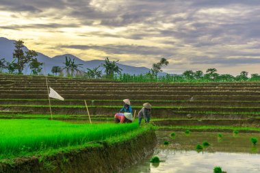 Beautiful morning view indonesia panorama landscape paddy fields with beauty color and sky natural light