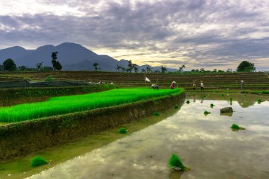 Beautiful morning view indonesia panorama landscape paddy fields with beauty color and sky natural light