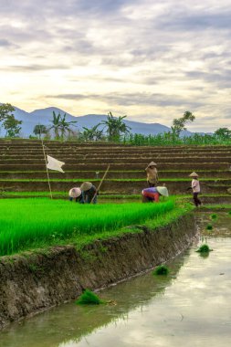 Beautiful morning view indonesia panorama landscape paddy fields with beauty color and sky natural light