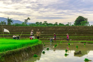 Beautiful morning view indonesia panorama landscape paddy fields with beauty color and sky natural light